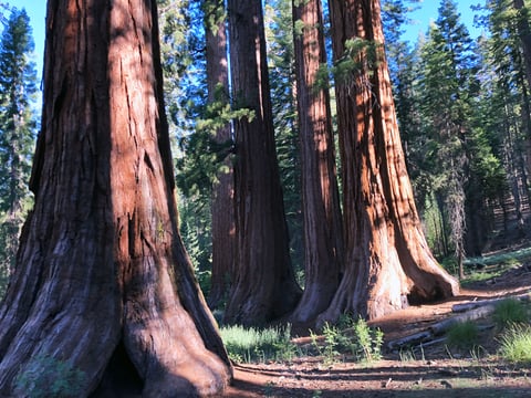 The Mariposa Grove of Giant Sequoias was closed for three years as the park changed the way people visit the grove to protect the trees for generations of visitors to come.